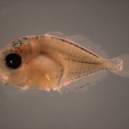 Ichthyoplanton-and-Meroplankton-Taxonomy